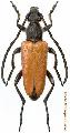 Paracorymbia (s. str.) pallens