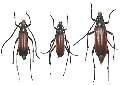 Paranaspia anaspidoides
