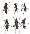 Pedostrangalia (Neosphenalia) femoralis