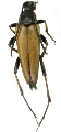 Pedostrangalia (Neosphenalia) pubescens