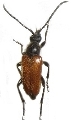 Pseudovadonia livida 