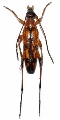 Stenurella septempunctata septempunctata 
