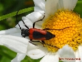 Stictoleptura (Stictoleptura) cordigera illyrica