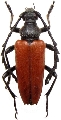 Stictoleptura (Stictoleptura) fontenayi