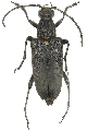 Stictoleptura (Melanoleptura) scutellata