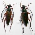 Stictoleptura (Stictoleptura) trisignata