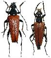 Stictoleptura (Stictoleptura) variicornis