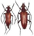 Stictoleptura (Stictoleptura) variicornis
