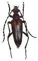 Stictoleptura (Stictoleptura) variicornis