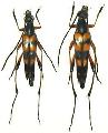 Strangalia attenuata