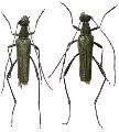 Strangalomorpha tenuis