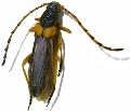 Callisphyris molorchoides