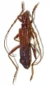 Hephaestion auratus