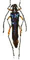 Hephaestion ocreatus