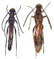 Necydalis (Eonecydalis) formosana matsudai