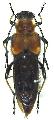 Ulochaetes vacca