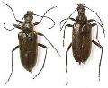 Acmaeops (Acmaeops) septentrionis