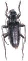 Acmaeops (Acmaeops) septentrionis