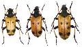 Brachyta bifasciata japonica