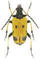 Brachyta bifasciata japonica