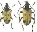 Brachyta bifasciata japonica