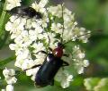 Dinoptera collaris