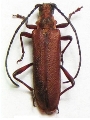 Enoploderes (Enoploderes) sanguineus 