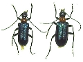 Gaurotes (Carilia) otome