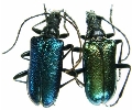 Gaurotes (Carilia) virginea komensis