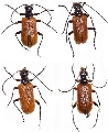 Lemula decipiens 