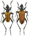 Pachyta erebia