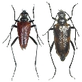 Pachyta lamed