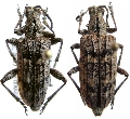 Rhagium (Rhagium) cariniventre
