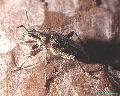 Rhagium (Rhagium) inquisitor