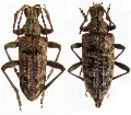Rhagium (Rhagium) inquisitor
