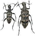 Rhagium (Rhagium) japonicum