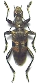 Rhagium (Megarhagium) mordax
