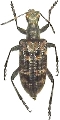 Rhagium (Rhagium) pseudojaponicum