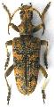 Rhagium (Megarhagium) sycophanta