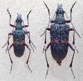 Sachalinobia koltzei