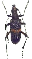 Sachalinobia koltzei
