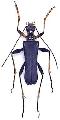 Japanocorus coeruleipennis