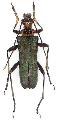 Japanocorus coeruleipennis