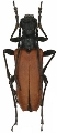Stenocorus (Anisorus) heterocerus