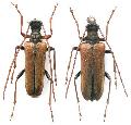 Toxotinus reinii
