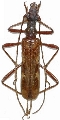 Leptorhabdium caucasicum