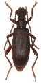 Xylosteus caucasicola
