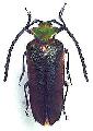 Cheloderus childreni