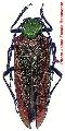 Cheloderus childreni
