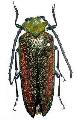 Cheloderus childreni
